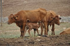 La vaca vermella menorquina duplica el seu cens en 10 anys