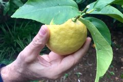 Fruites i fruiters de Menorca: Llimones de sant Jeroni