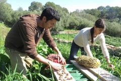 Es caragol de Menorca torna a la Fira Arrels amb les seves propostes gastronòmiques
