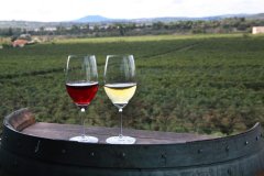 La comercialització dels vins de qualitat creix un 12% respecte de 2021 i assoleix la xifra històrica de 53 mil hectolitres venuts