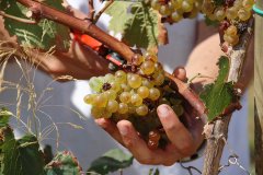 Increment de la producció de vi de la terra illa de Menorca