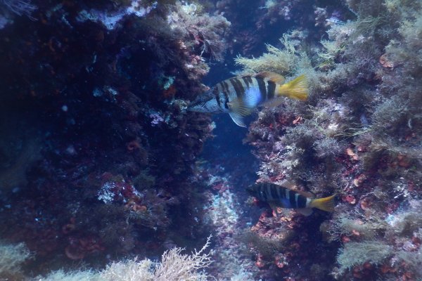 Un cens per veure l’estat dels peixos de fons roquers més vulnerables a la pesca