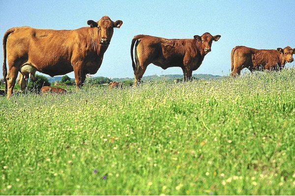 AgroXerxa publica un mapa turístic de producte local de Menorca amb versió impresa, digital i aplicació mòbil