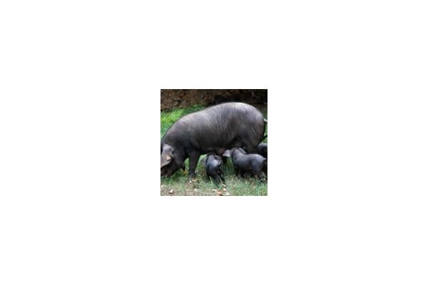 El porc negre mallorquí conté un 60 % més de greixos saludables que l’industrial