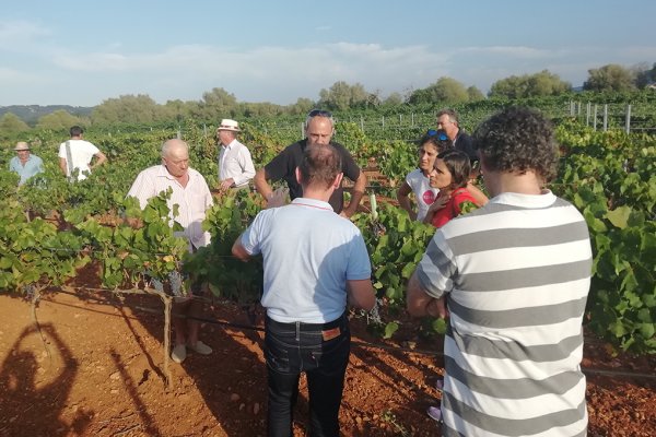 Tècnics d’Agricultura formen els viticultors per identificar la simptomatologia d’afecció per la xilel·la