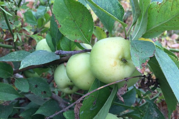 Fruites i fruiters de Menorca: Pomes de randa