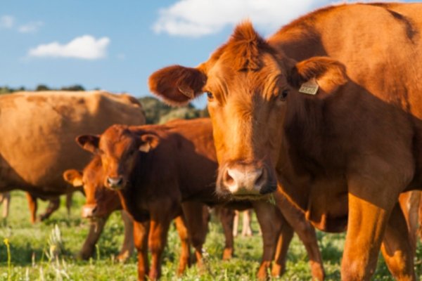 La Vermella Menorquina, una raça plenament integrada i de gran valor ecològic