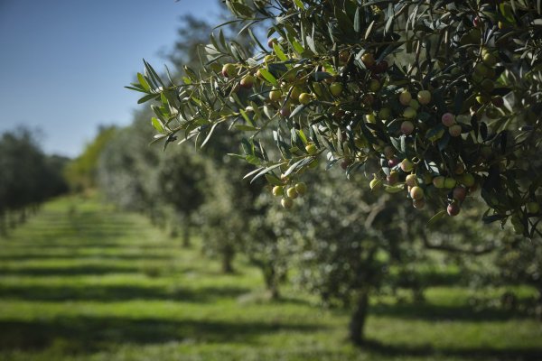 Agricultura orgànica: una possible solució a noves pandèmies?