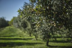 Agricultura orgànica: una possible solució a noves pandèmies?