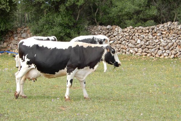 La vaca de la reina ja forma part del Catàleg d’agrupacions racials dels animals domèstics autòctons de les Illes Balears