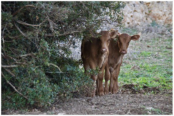 Es Tudons: formatge i carn ecològica. Salut i ecologia en temps de pandèmia