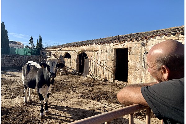 Miquel Taltavull ens explica com va acabar una vaca Suïssa a Menorca: La vaca de la Reina