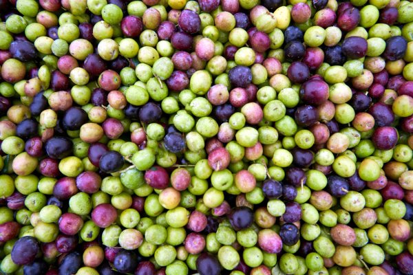 Un oli d’oliva de varietats experimentals fet a Batea és la base d’una nova línia de productes d’alta cosmètica