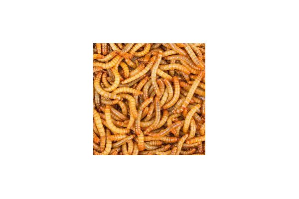 El cuc de la farina, primer insecte comestible aprovat per la Unió Europea