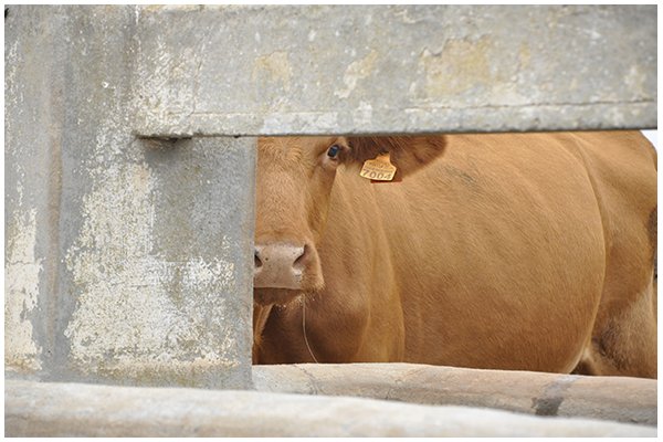 50 establiments participen a la 1ª Ruta de l’Hamburguesa Vermella Menorquina