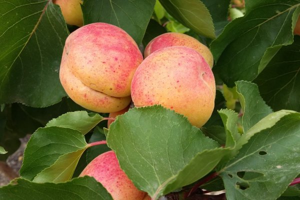 Arbres i fruiters de ca nostra: Albercoquer