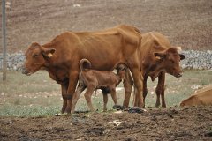 Crisi en el sector lacti de Menorca. Irreversible?