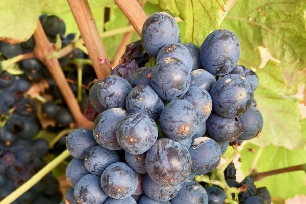 SEMILLA analitza el potencial enològic de varietats de vinya recuperades a les Balears