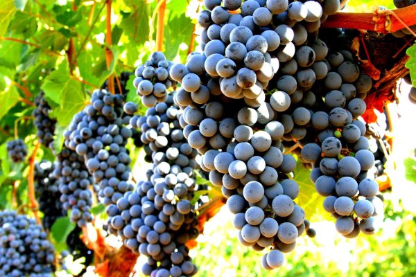 Cellers d’arreu del món insten el sector del vi a aconseguir les zero emissions de carboni l’any 2050