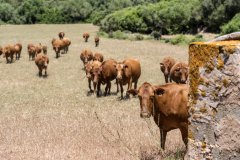 Dissabte 15, excursió de Custòdia Agrària a Capell de Ferro organitzada pel GOB