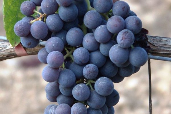 La giró negre, nova varietat de vinya autoritzada per a plantació a les Illes Balears