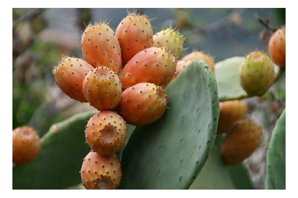 Figues de moro