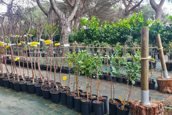 Aquest Nadal regala arbres de fruita de Menorca