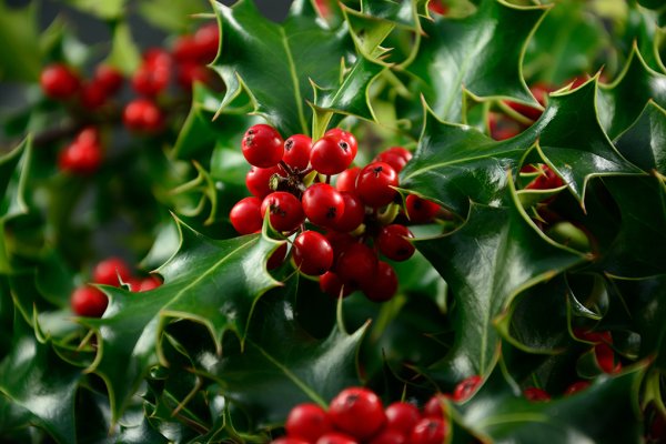 El acebo: Una planta emblemática de Navidad