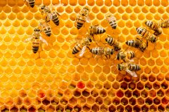 La apicultura y la miel de Menorca