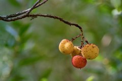 Tots Sants i la gastronomia de tardor a Menorca