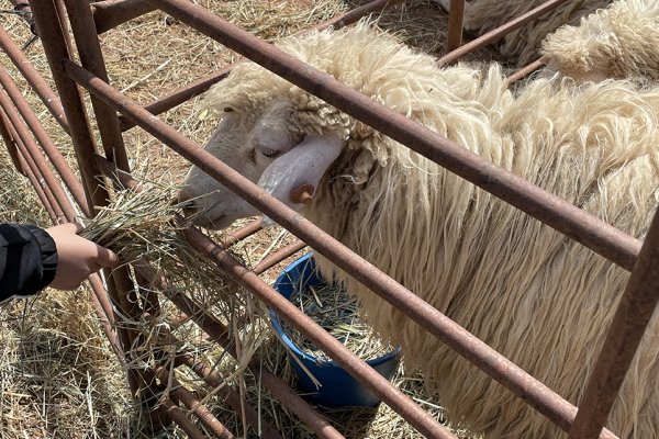 El cordero protagonista de la mesa del Domingo Pascua