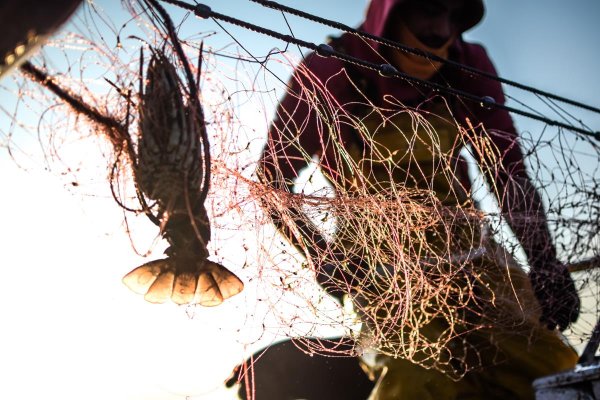 Pescant amb xarxes