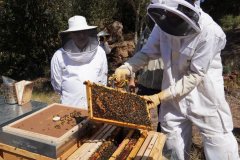 La finca de Alforí de Dalt albergará un apiario para la cría de la abeja autóctona de las Islas Baleares y la formación en apicultura sostenible