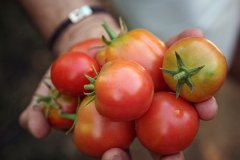 La tomàtiga de ramellet s’incorpora al Catàleg d’Aliments Tradicionals de Balears