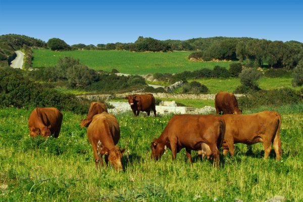 Menorcan Red Beef: A Gastronomic Treasure and an Engine of Autumn