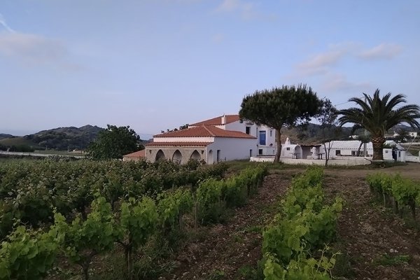 Bodegas Menorquinas, Ferrer de Muntpalau, the origin of modern viticulture