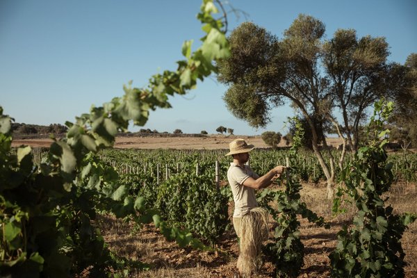 Discovering Al Parico: organic wines, landscape and emotion in Menorca