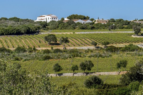 Torralbenc, the elegance of Menorcan wine with a French soul