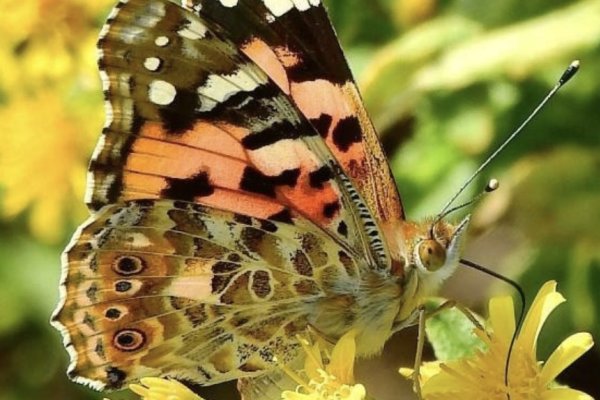 The great butterfly route: a natural spectacle to discover in Menorca these days