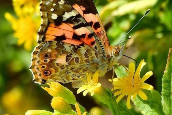 The great butterfly route: a natural spectacle to discover in Menorca these days