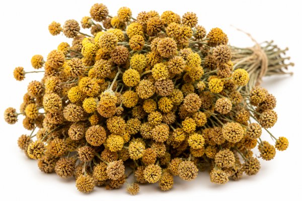 Menorcan chamomile, the little sun that blooms around Saint John
