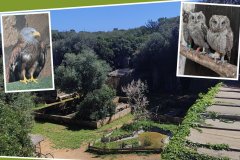 Le Centre de récupération de la faune sauvage du GOB Menorca ouvre ses portes à Líthica