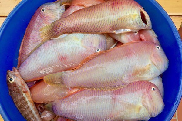 Raors, el gran luxe de setembre a la cuina menorquina