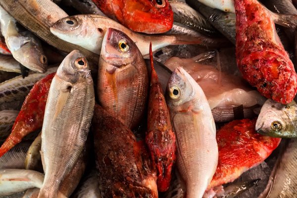 Minorque, poisson et identité