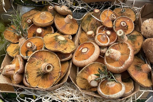 L’automne minorquin, champignons, coings et plats mijotés à déguster à la cuillère