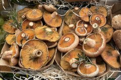 L’automne minorquin, champignons, coings et plats mijotés à déguster à la cuillère