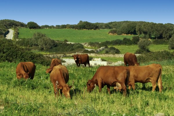 La ruta de la Vedella Vermella Menorquina 2026: els 14 restaurants participants, amb els seus menús i preus
