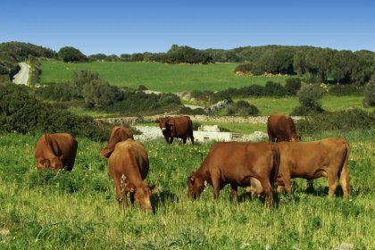 La ruta de la Vedella Vermella Menorquina 2026: els 14 restaurants participants, amb els seus menús i preus