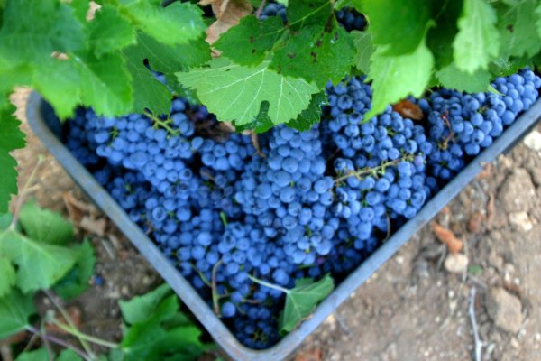 La producció de vi de qualitat s’incrementa enguany un 17%